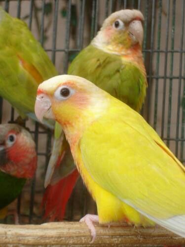 Conure de Molina sun cheek